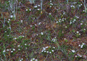 Gentiana douglasiana